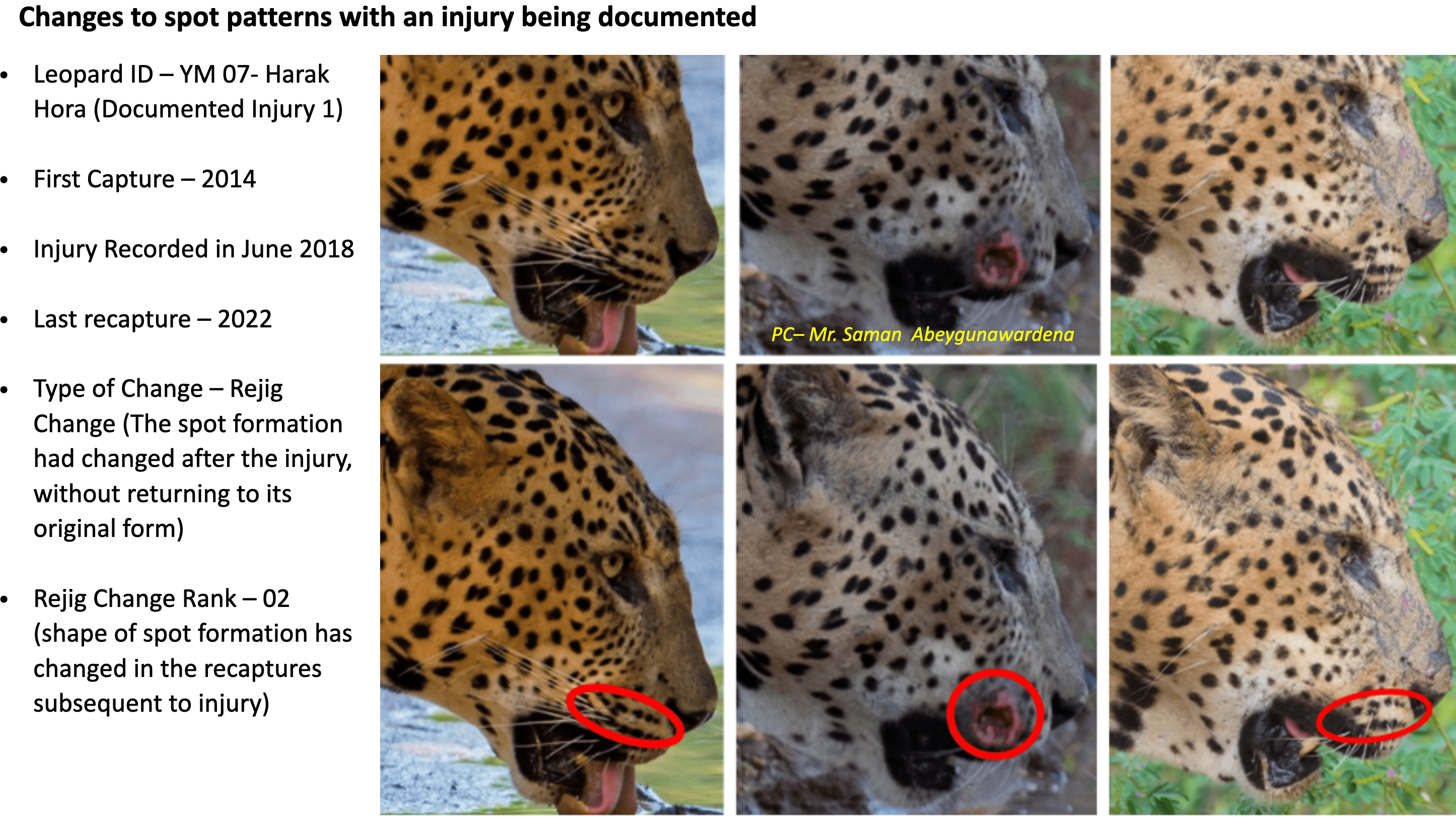 Yala Leopard Diary